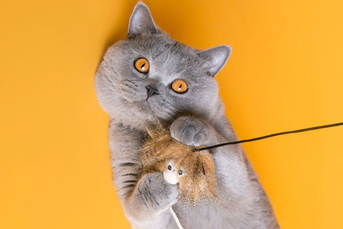 Playful